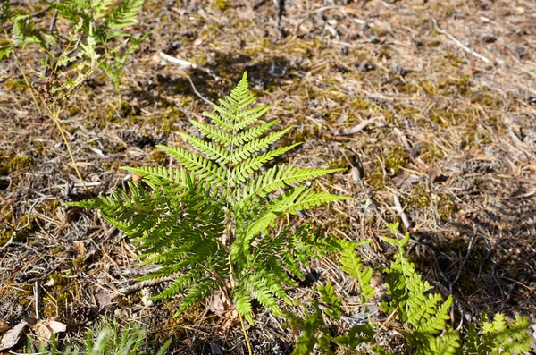 森林里美丽的蕨类树叶的特写 科名Osmundaceae 学名Polypodiopsida 有选择的重点 模糊的背景 — 图库照片