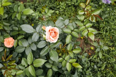 Bahçede pembe gül. Yaz ışığında güzel bir gül çalısı. Güzel bahar ya da yaz çiçek açan gül bitkisi