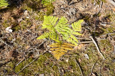 Ormandaki güzel eğreltiotu yapraklarına yakın çekim. Soyadı Osmundaceae, Bilimsel adı Polypodiopsida. Seçici odak, bulanık arkaplan