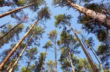 Evergreen Ormanı 'ndaki uzun ve yaşlı ağaçların alt manzarası. Arka planda mavi gökyüzü. Ormandaki ağaçların alçak açılı görüntüsü, doğal arka plan.