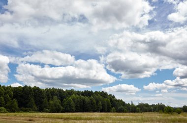 Gökyüzüne ve çayırlara karşı yoğun orman. Bir sıra ağacın ve mavi gökyüzünün güzel manzarası
