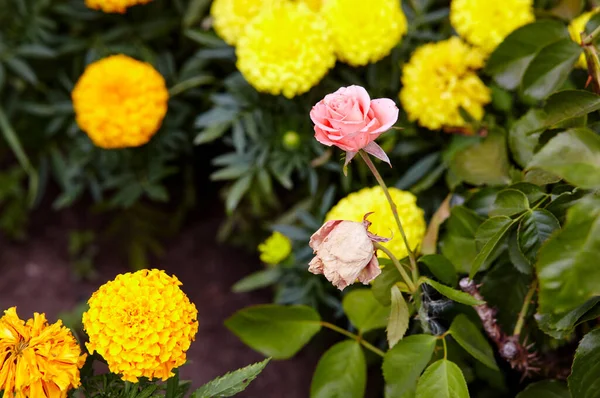 Bahçede pembe gül. Yaz ışığında güzel bir gül çalısı. Güzel bahar ya da yaz çiçek açan gül bitkisi