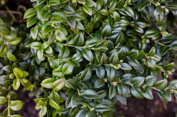 Bahçedeki yemyeşil çalı kutusuna yakın plan. Boxwood duvarı doğal koşullarda. Soyadı Buxaceae, Bilimsel adı Buxus. Sığ alan derinliğine sahip seçici odak