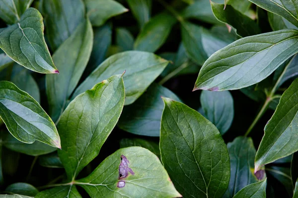 Närbild Vackra Gröna Blad Blomma Pion Trädgården Ovanifrån Vacker Växt — Stockfoto