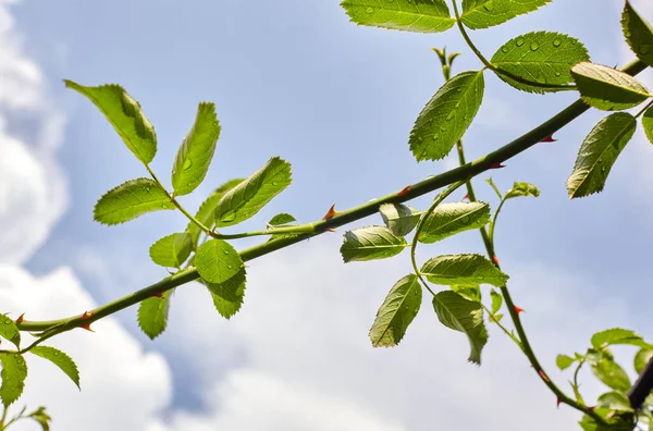 Abstract image of rose leaves in rays of sunlight in the garden against the blue sky. Selective focus, blurred background