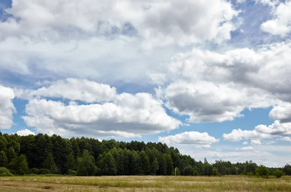 Gökyüzüne ve çayırlara karşı yoğun orman. Bir sıra ağacın ve mavi gökyüzünün güzel manzarası