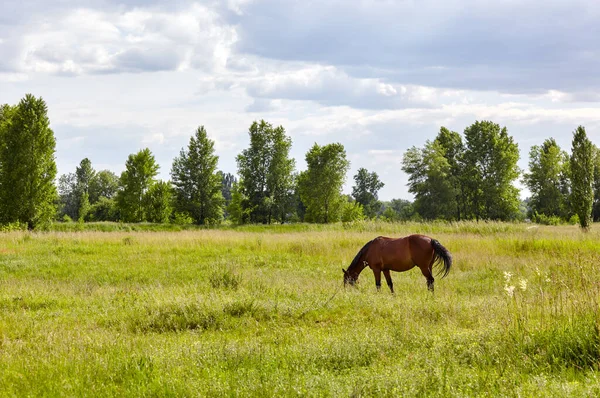 Çayır üzerindeki Bay Horse. Kırsalda güzel bir at otluyor.