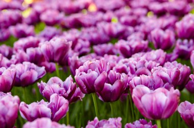 Bahçede açan güzel lale çiçekleri. Bahar bahçesindeki güzellik lalesi doğadaki güneş ışığıyla ışıldıyor. Bokeh resmi ile bulanık arkaplan, seçici odak