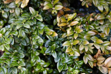 Bahçedeki yemyeşil çalı kutusuna yakın plan. Boxwood duvarı doğal koşullarda. Soyadı Buxaceae, Bilimsel adı Buxus. Sığ alan derinliğine sahip seçici odak