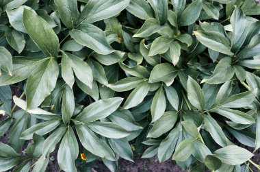 Bahçedeki güzel yeşil şakayık yapraklarının yakın çekimi, üst manzara. Yumuşak güneş ışığı altında güzel bir bitki. Sığ alan derinliğine sahip seçici odak