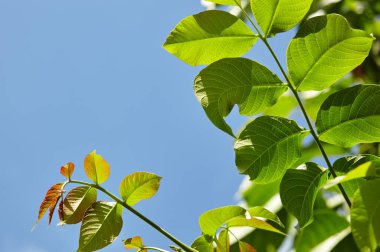 Güneş ışığındaki ceviz yapraklarının soyut görüntüsü. Seçici odak, bulanık arkaplan