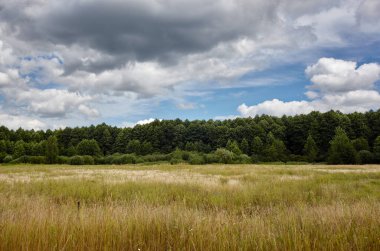 Gökyüzüne ve çayırlara karşı yoğun orman. Bir sıra ağacın ve mavi gökyüzünün güzel manzarası