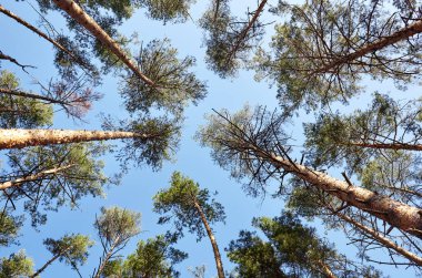 Evergreen Ormanı 'ndaki uzun ve yaşlı ağaçların alt manzarası. Arka planda mavi gökyüzü. Ormandaki ağaçların alçak açılı görüntüsü, doğal arka plan.