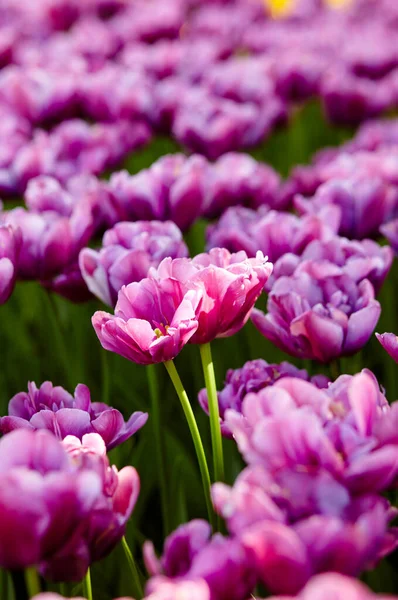 Bahçede açan güzel lale çiçekleri. Bahar bahçesindeki güzellik lalesi doğadaki güneş ışığıyla ışıldıyor. Bokeh resmi ile bulanık arkaplan, seçici odak