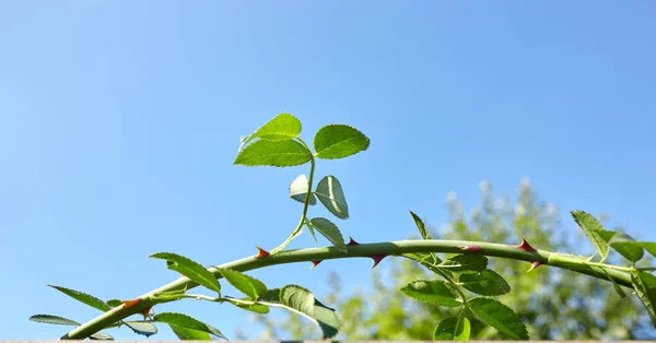 Abstract image of rose leaves in rays of sunlight in the garden against the blue sky. Close up view of the stem of a rose plant. Selective focus, blurred background