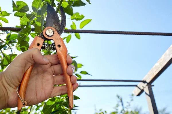 Pria Berkebun Halaman Belakang Tangan Mans Dengan Secateurs Memotong Bunga — Stok Foto