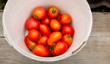 Plastik kovada taze organik domatesler. Bahçeden mevsimlik sebzeler toplanıyor, hasat zamanı.