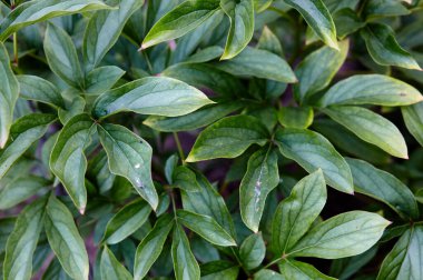 Bahçedeki güzel yeşil şakayık yapraklarının yakın çekimi, üst manzara. Yumuşak güneş ışığı altında güzel bir bitki. Sığ alan derinliğine sahip seçici odak