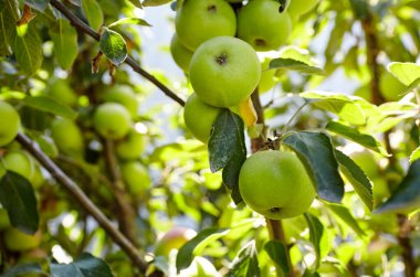 Bahçedeki bir ağaçtaki olgun elmalar. Elma bahçesindeki ağaç dalından sarkan organik elmalar