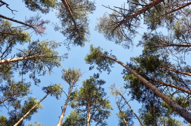 Evergreen Ormanı 'ndaki uzun ve yaşlı ağaçların alt manzarası. Arka planda mavi gökyüzü. Ormandaki ağaçların alçak açılı görüntüsü, doğal arka plan.