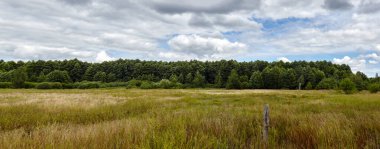 Gökyüzüne ve çayırlara karşı sık ormanın panoramik fotoğrafı. Bir sıra ağacın ve mavi gökyüzünün güzel manzarası