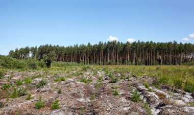Gökyüzü ve çayırlarda yoğun çam ormanlarının panoramik fotoğrafı. Bir sıra ağacın ve mavi gökyüzünün güzel manzarası
