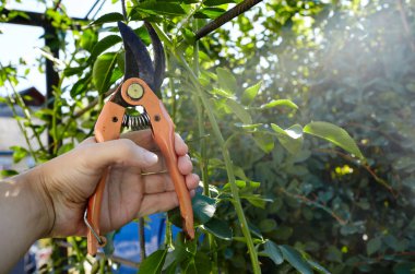 Bahçeyle uğraşan bir adam. Gül çalılığında solmuş çiçekleri kesen kesicilerle insan elleri. Bahçe işleri, bahçede budama makası olan budama bitkileri.