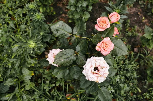 Rosa Rosa Jardín Arbusto Hermosa Rosa Luz Del Verano Hermosa —  Fotos de Stock