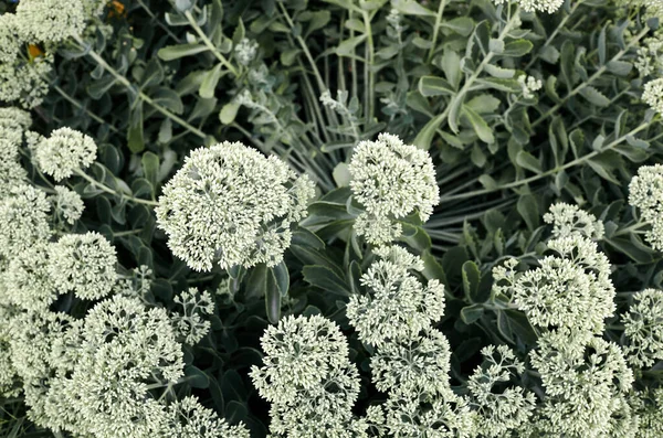 Detailní Záběr Krásné Rostliny Sedum Příjmení Crassulaceae Vědecké Jméno Sedum — Stock fotografie