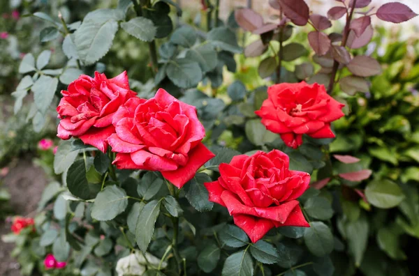 Csokor Vörös Rózsák Kertben Egy Bokor Gyönyörű Rózsákkal Nyári Fényben — Stock Fotó