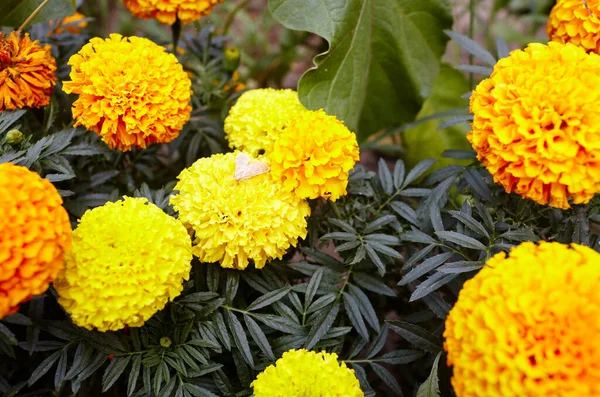 Tagetes patula French marigold sarı portakal çiçeği. Bahçedeki güzel Marigold çiçek yapraklarını (Tagetes erecta, Meksika, Aztek veya Fransız kadife çiçeklerini) kapatın. Seçici odak