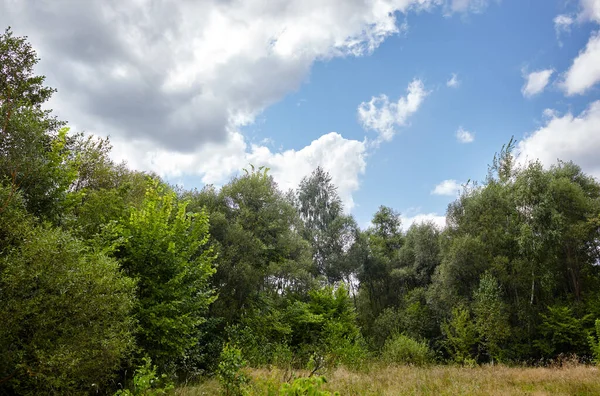 Gökyüzüne ve çayırlara karşı parlak yaz ormanı. Yeşil ağaçların ve mavi gökyüzünün güzel manzarası