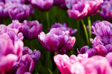 Bahçede açan güzel lale çiçekleri. Bahar bahçesindeki güzellik lalesi doğadaki güneş ışığıyla ışıldıyor. Bokeh resmi ile bulanık arkaplan, seçici odak