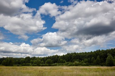 Gökyüzüne ve çayırlara karşı yoğun orman. Bir sıra ağacın ve mavi gökyüzünün güzel manzarası