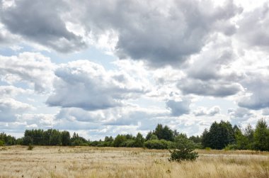 Gökyüzüne ve çayırlara karşı parlak yaz ormanı. Yeşil ağaçların ve mavi gökyüzünün güzel manzarası