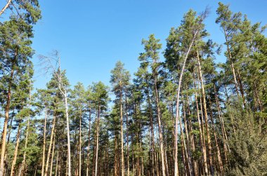 Mavi gökyüzüne karşı çam ağaçları. Bir yaz günü uzun çam ağaçlarına bakın.