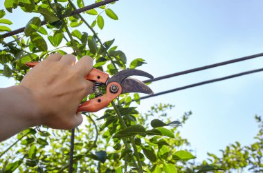 Bahçeyle uğraşan bir adam. Gül çalılığında solmuş çiçekleri kesen kesicilerle insan elleri. Bahçe işleri, bahçede budama makası olan budama bitkileri.
