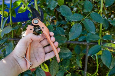 Bahçeyle uğraşan bir adam. Gül çalılığında solmuş çiçekleri kesen kesicilerle insan elleri. Bahçe işleri, bahçede budama makası olan budama bitkileri.