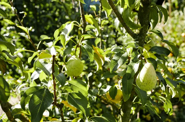 Bahçedeki bir ağaçta olgun armutlar. Yaz bahçesinde organik tarım armutları