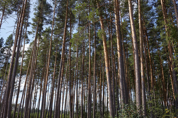 Pine tree forest. Beautiful summer forest on a summers day