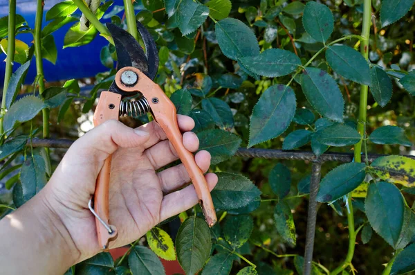 Bahçeyle uğraşan bir adam. Gül çalılığında solmuş çiçekleri kesen kesicilerle insan elleri. Bahçe işleri, bahçede budama makası olan budama bitkileri.