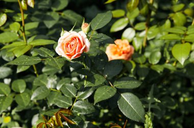 Bahçede su damlaları olan pembe bir gül. Yaz ışığında güzel bir gül çalısı. Güzel bahar ya da yaz çiçek açan gül bitkisi