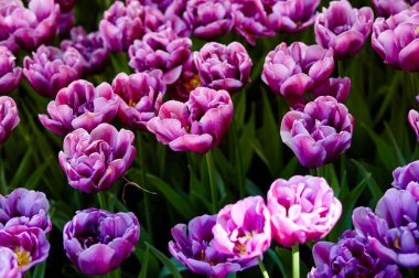 Bahçede açan güzel lale çiçekleri. Bahar bahçesindeki güzellik lalesi doğadaki güneş ışığıyla ışıldıyor. Bokeh resmi ile bulanık arkaplan, seçici odak