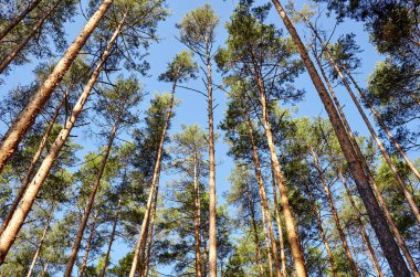 Çam ağacı ormanı. Güzel yaz ormanı Bir yaz günü