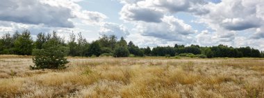 Parlak yaz ormanlarının gökyüzü ve çayırlara karşı panoramik fotoğrafı. Yeşil ağaçların ve mavi gökyüzünün güzel manzarası
