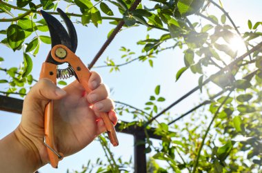 Bahçeyle uğraşan bir adam. Gül çalılığında solmuş çiçekleri kesen kesicilerle insan elleri. Bahçe işleri, bahçede budama makası olan budama bitkileri.