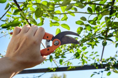 Bahçeyle uğraşan bir adam. Gül çalılığında solmuş çiçekleri kesen kesicilerle insan elleri. Bahçe işleri, bahçede budama makası olan budama bitkileri.