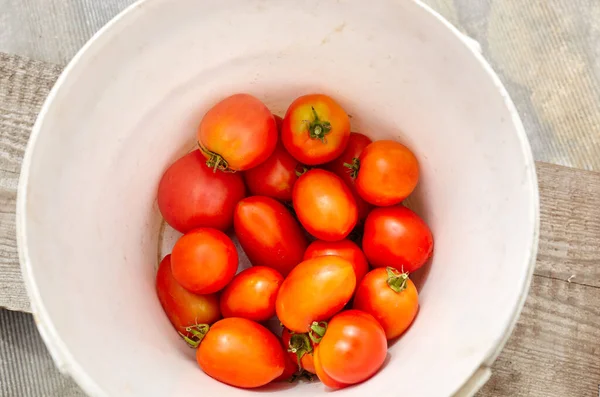 Tomates Orgánicos Frescos Cubo Plástico Hortalizas Temporada Recogidas Del Jardín — Foto de Stock