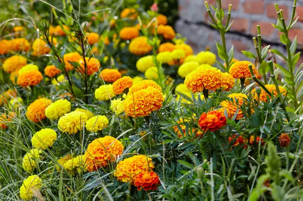 Tagetes Patula French Marigold Yellow Orange Flower Close Beautiful Marigold — стоковое фото