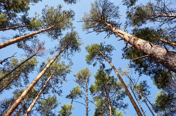 常绿森林中高大的古树的最底层景观 背景是蓝天 森林中树木的低角度视图 自然背景 — 图库照片
